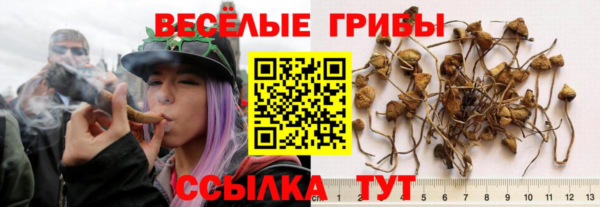 Галлюциногенные грибы Psilocybe  наркошоп  Рузаевка  Галлюциногенные грибы мицелий  Вход с VPN 